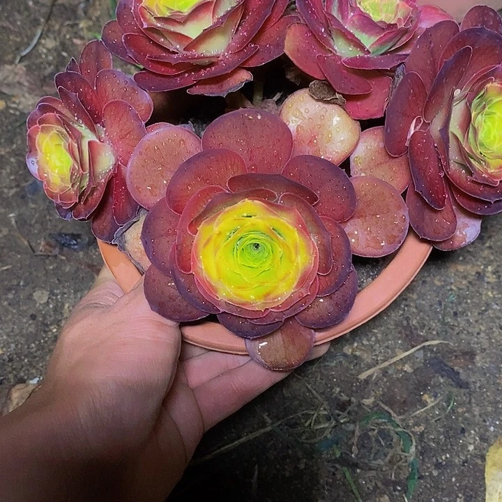 雪***儿多肉植物保护研究所