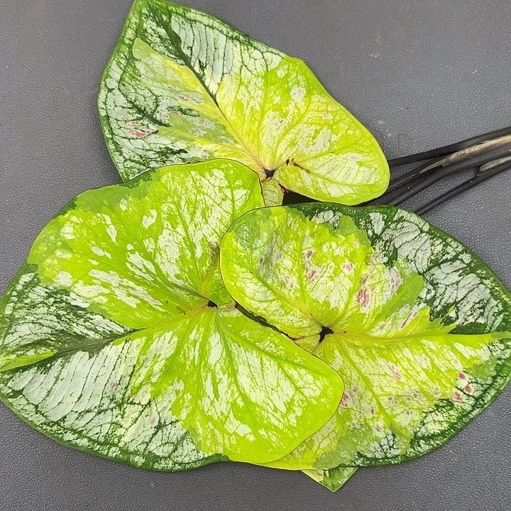 34-0713大黄峰二代现货发