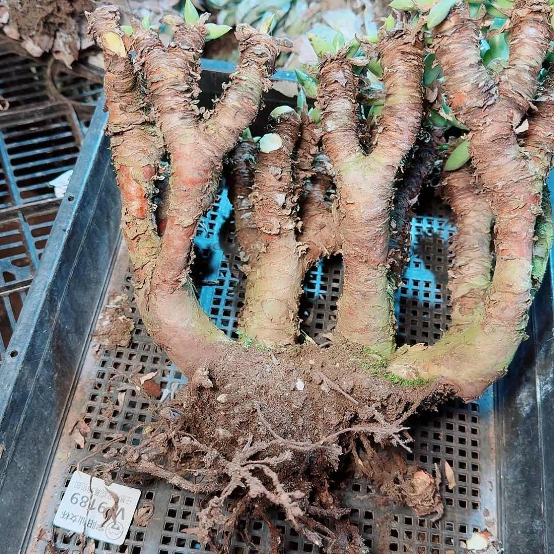 9387瑕疵框拍不售后