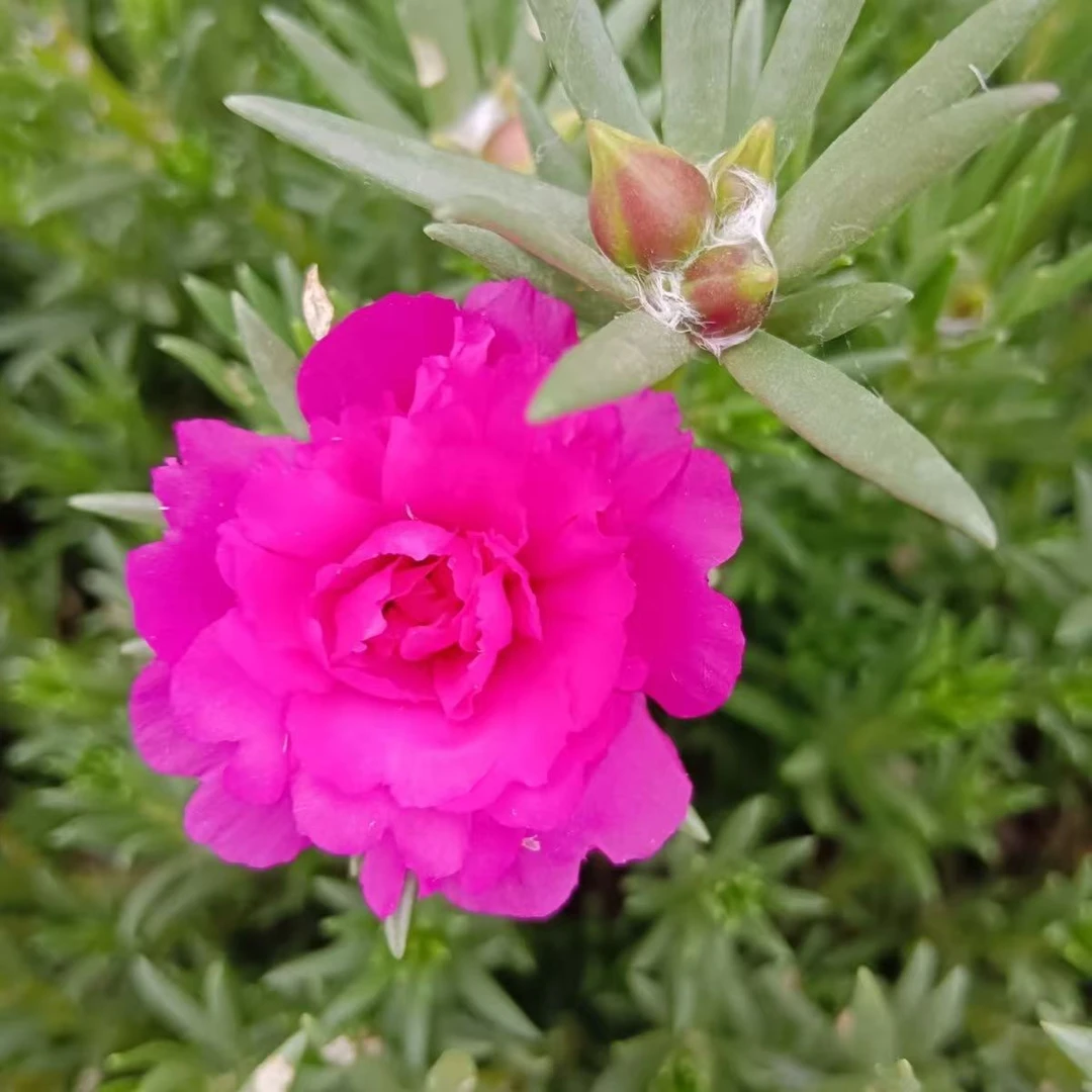 多年生宿根重瓣太阳花玫红小苗24颗庭院室内耐旱耐热四季观赏花卉