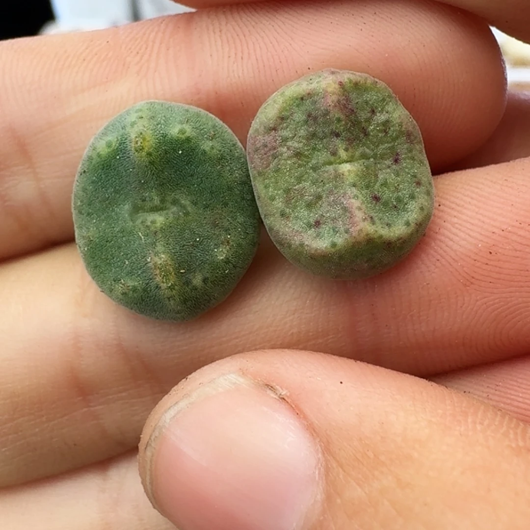多肉植物福利风铃绿豆糕两颗373