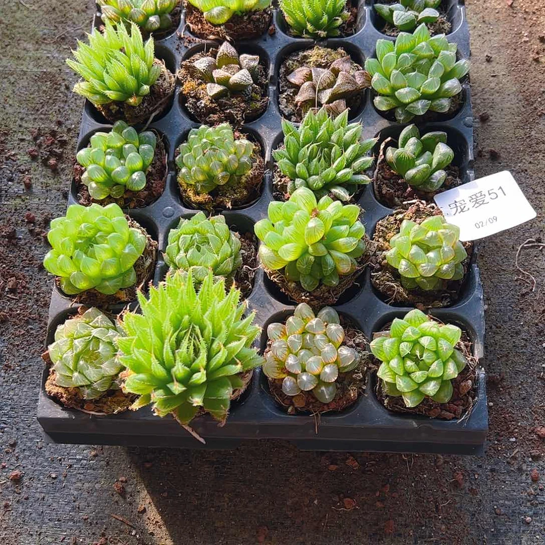 直播福利一物一拍51