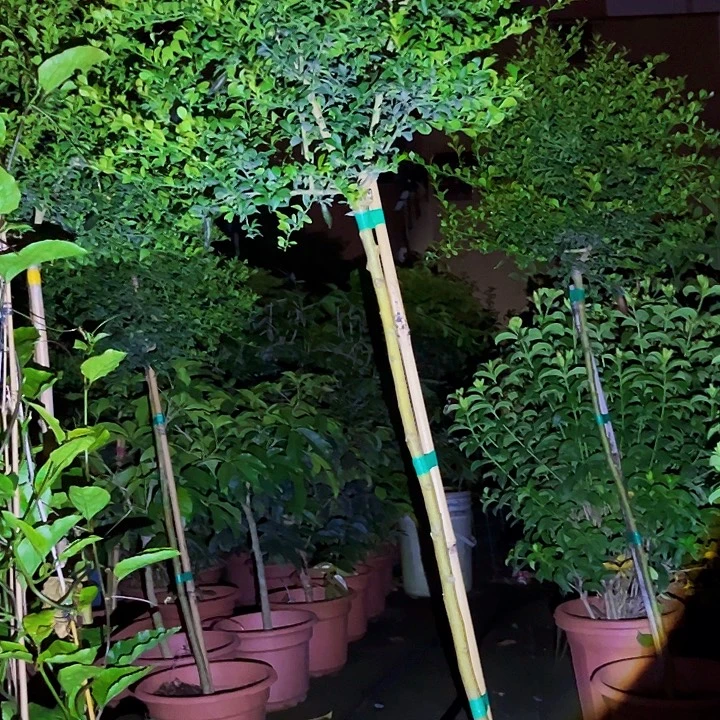 小***料无花朵111111111111111111