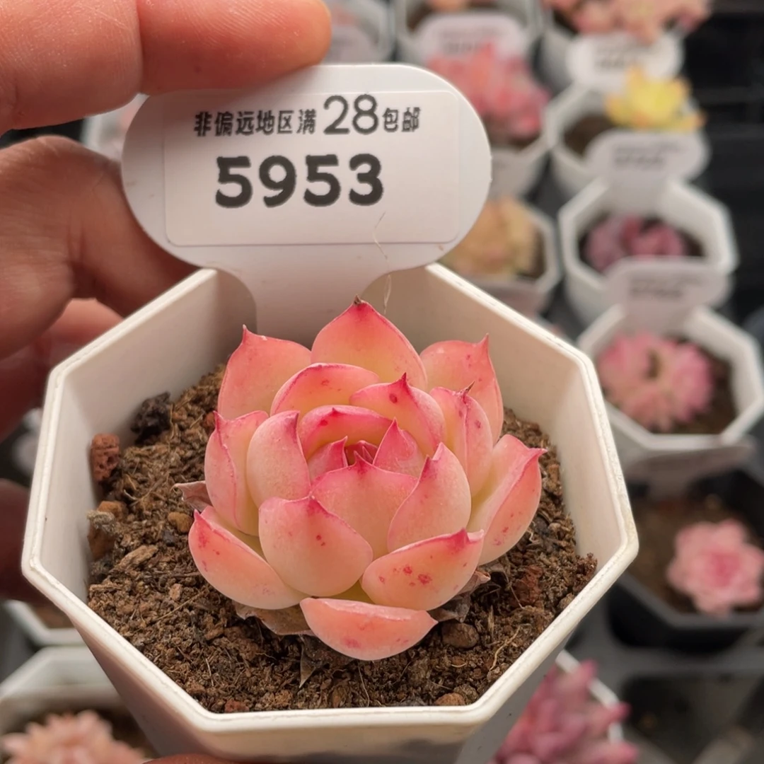 侧影5953-4.0厘米