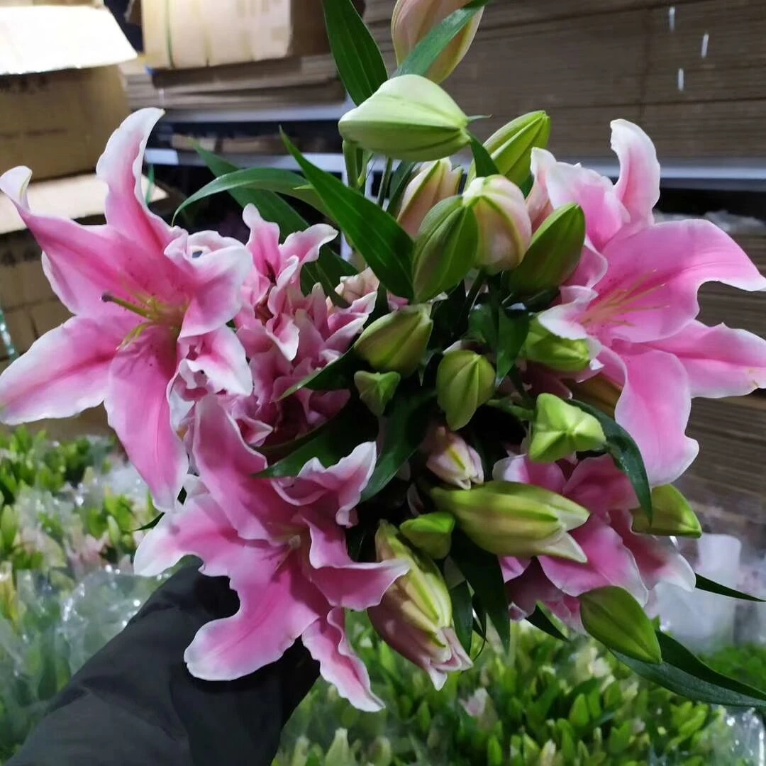 【大苗家鲜花】粉色香水百合/索尔邦/基地直销/（10%损耗不售后）