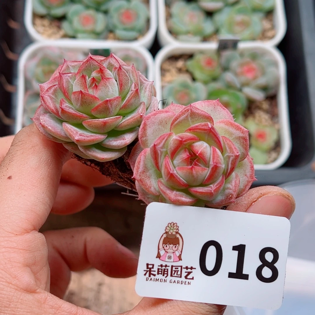 多肉植物多肉植物