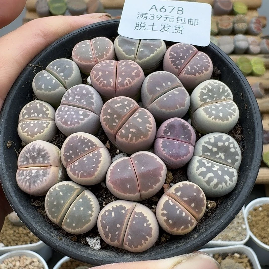 678点多的点点滴滴