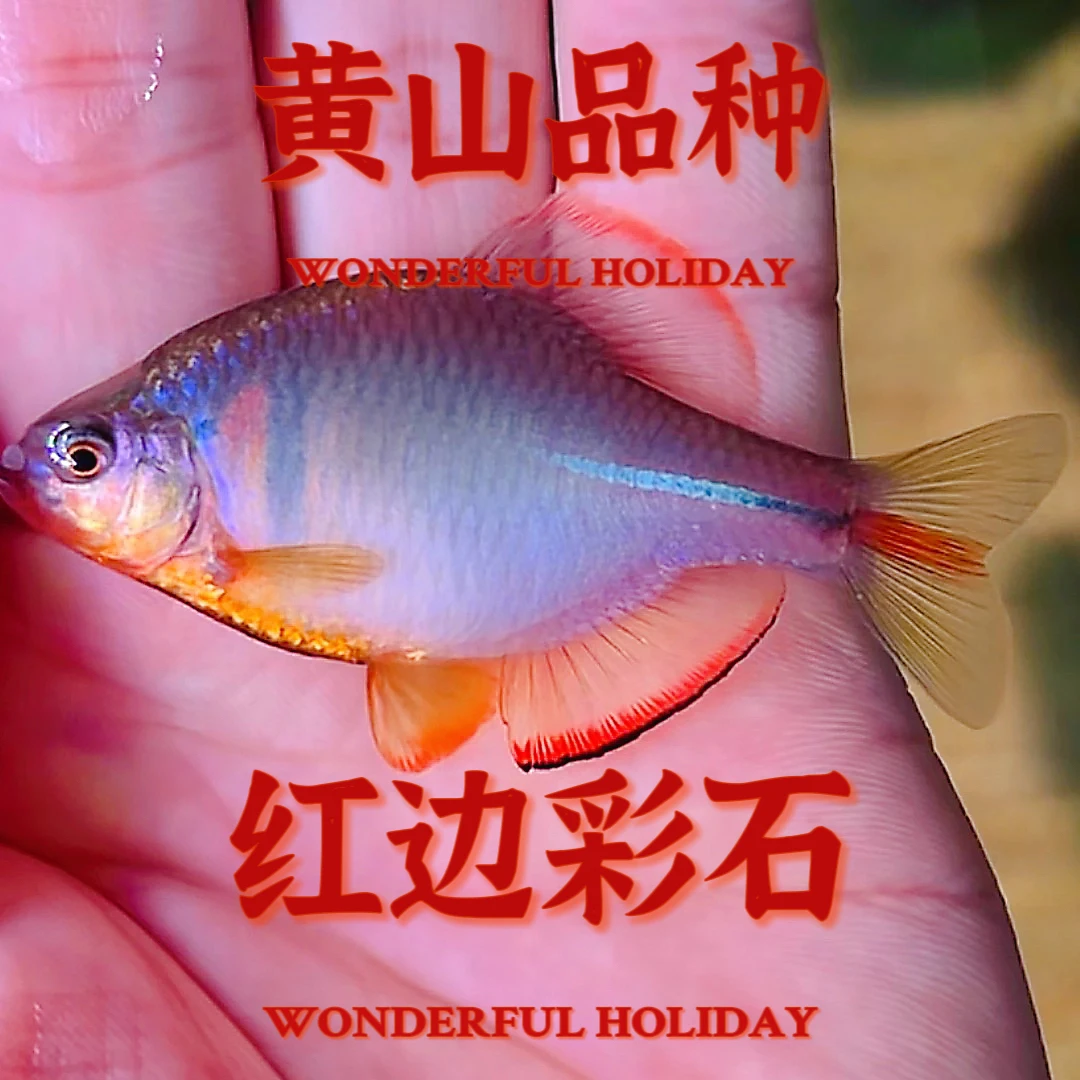 红边彩石鳑鲏野采偏圆体发色自然靓丽群游耐养耐活溪流原生鱼发色