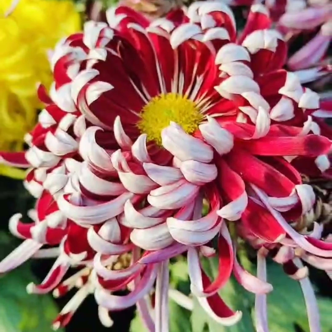 【灰鸽】菊花耐寒耐热阳台庭院地栽