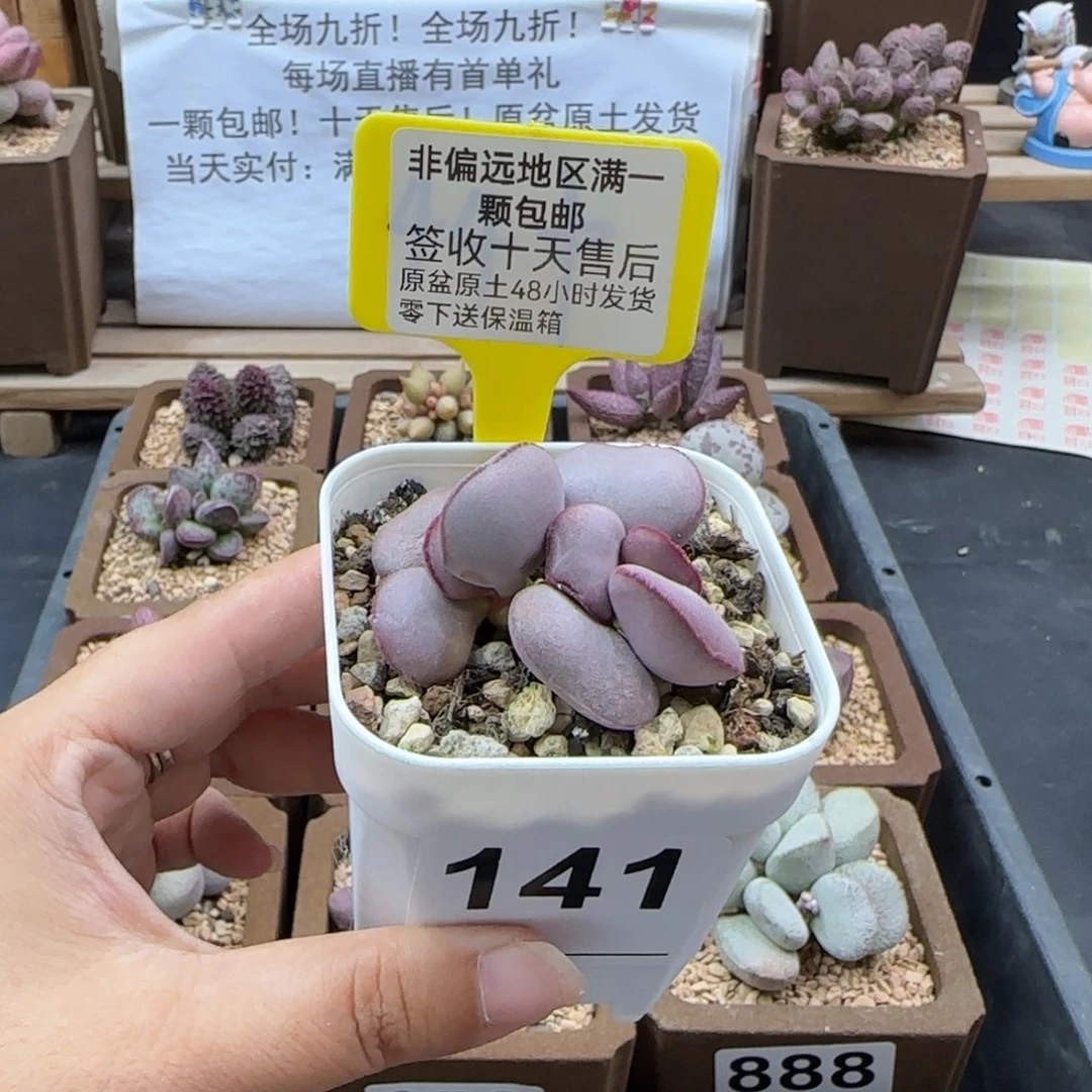 141白肌红蛋多肉植物
