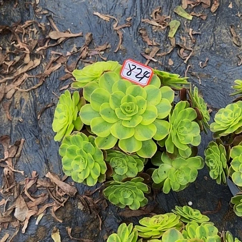雨荷老桩捧花824号