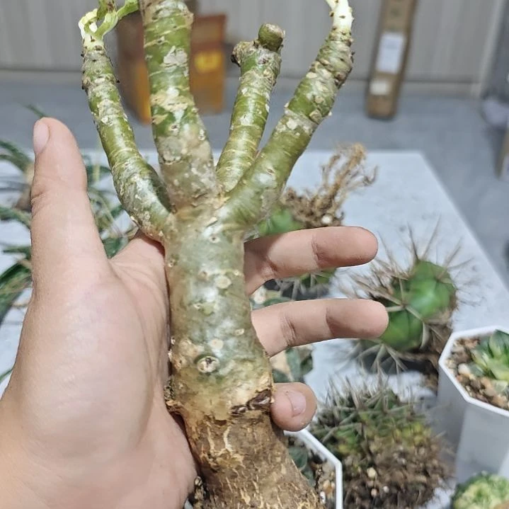 一物一拍，块根！！！！
