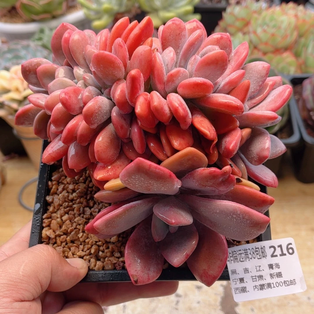 216粉兔缀德华多肉