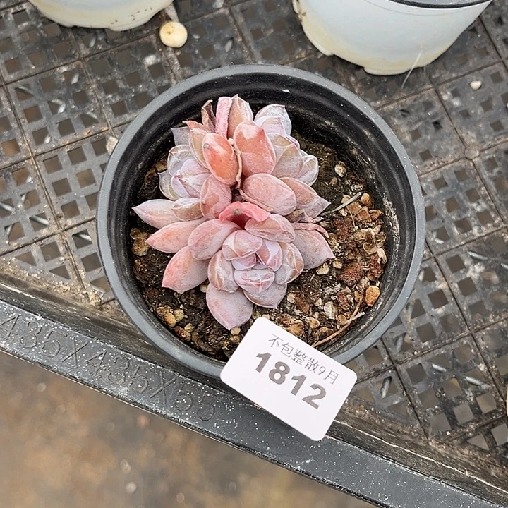 阿雅园艺。        1812星影