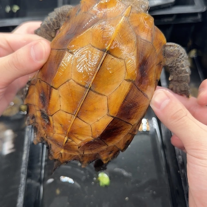 宠物龟不分公母据缘