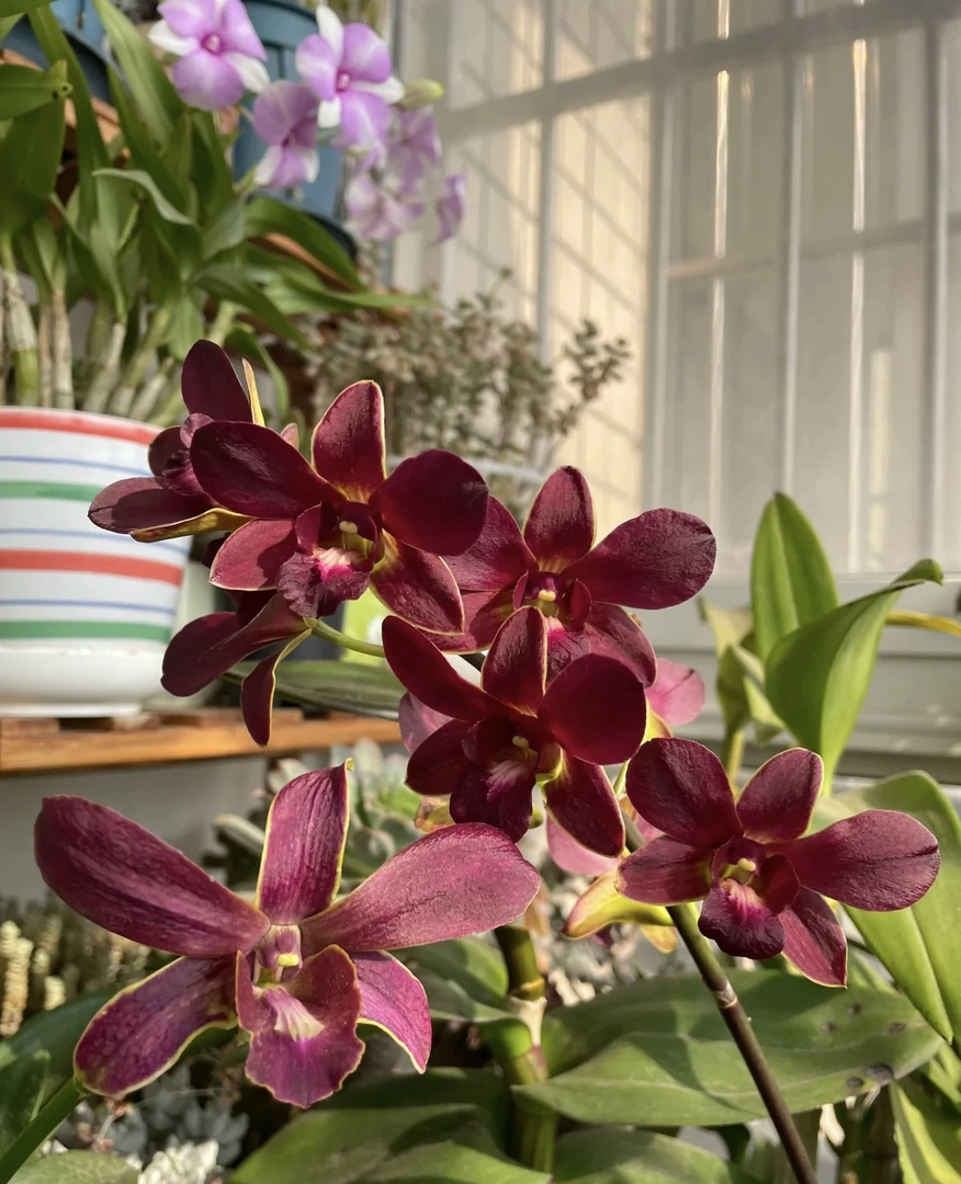 富贵熊猫【秋石斛】高级爆花花期长好养 云南鲜花绿植