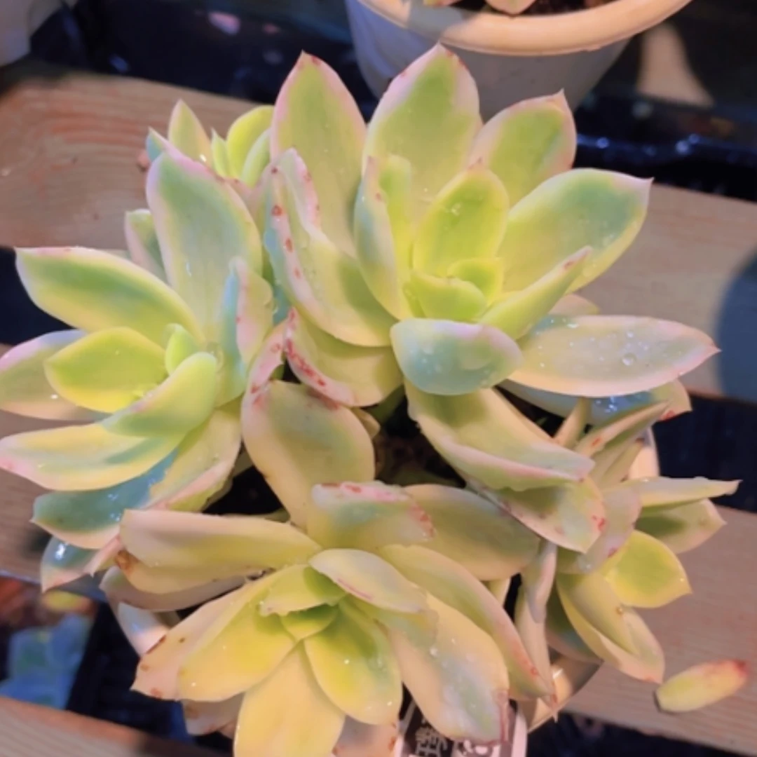 【闪购商品】乔伊锦0638