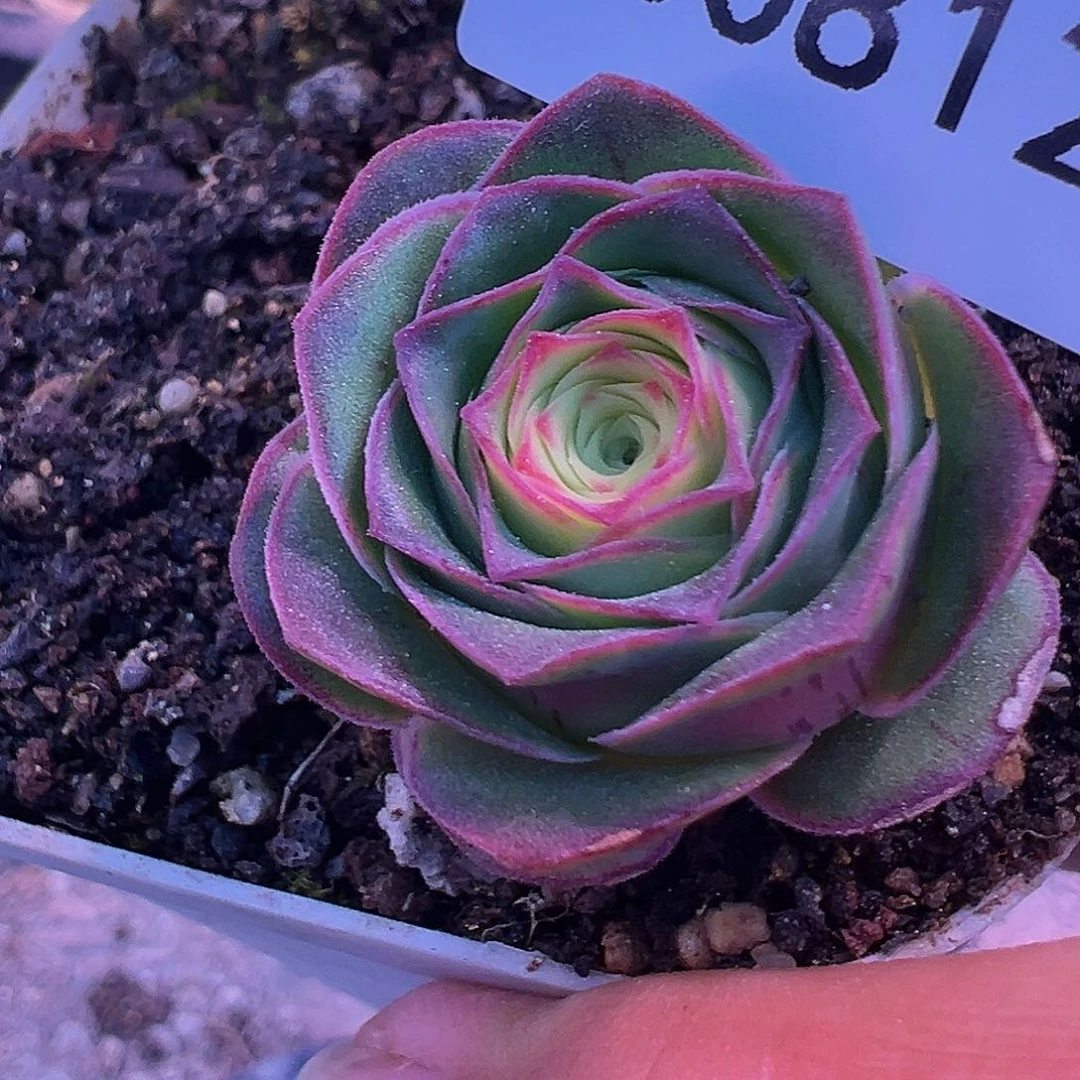 陈陈812绝色一号