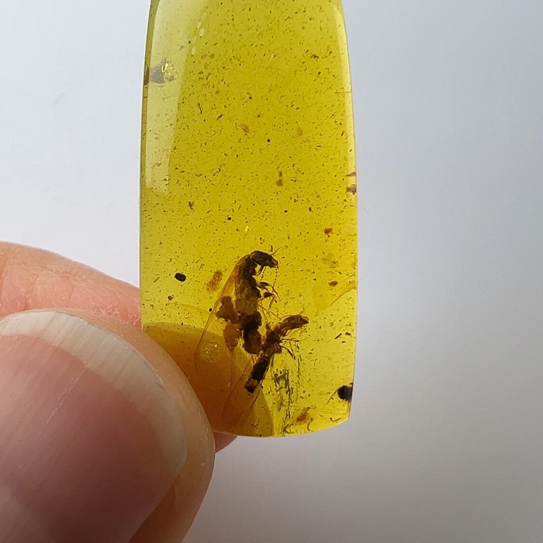 琥珀裸石未镶嵌琥珀虫珀