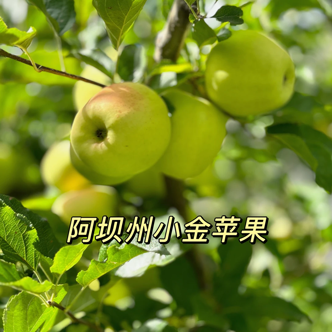 四川阿坝州小金县高山新鲜现摘青苹果酸甜脆爽多汁