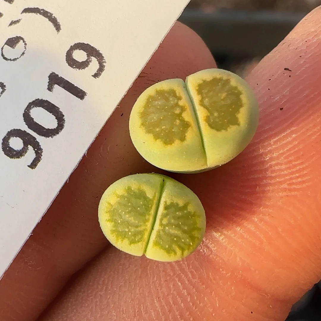 明****9019。默认脱土。18包邮。偏远88包邮
