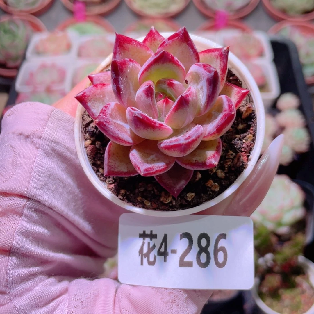 花利美4-286醉霞