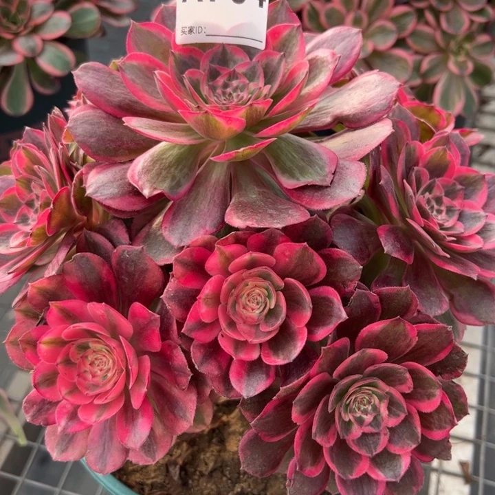 764云荷20厘米左右