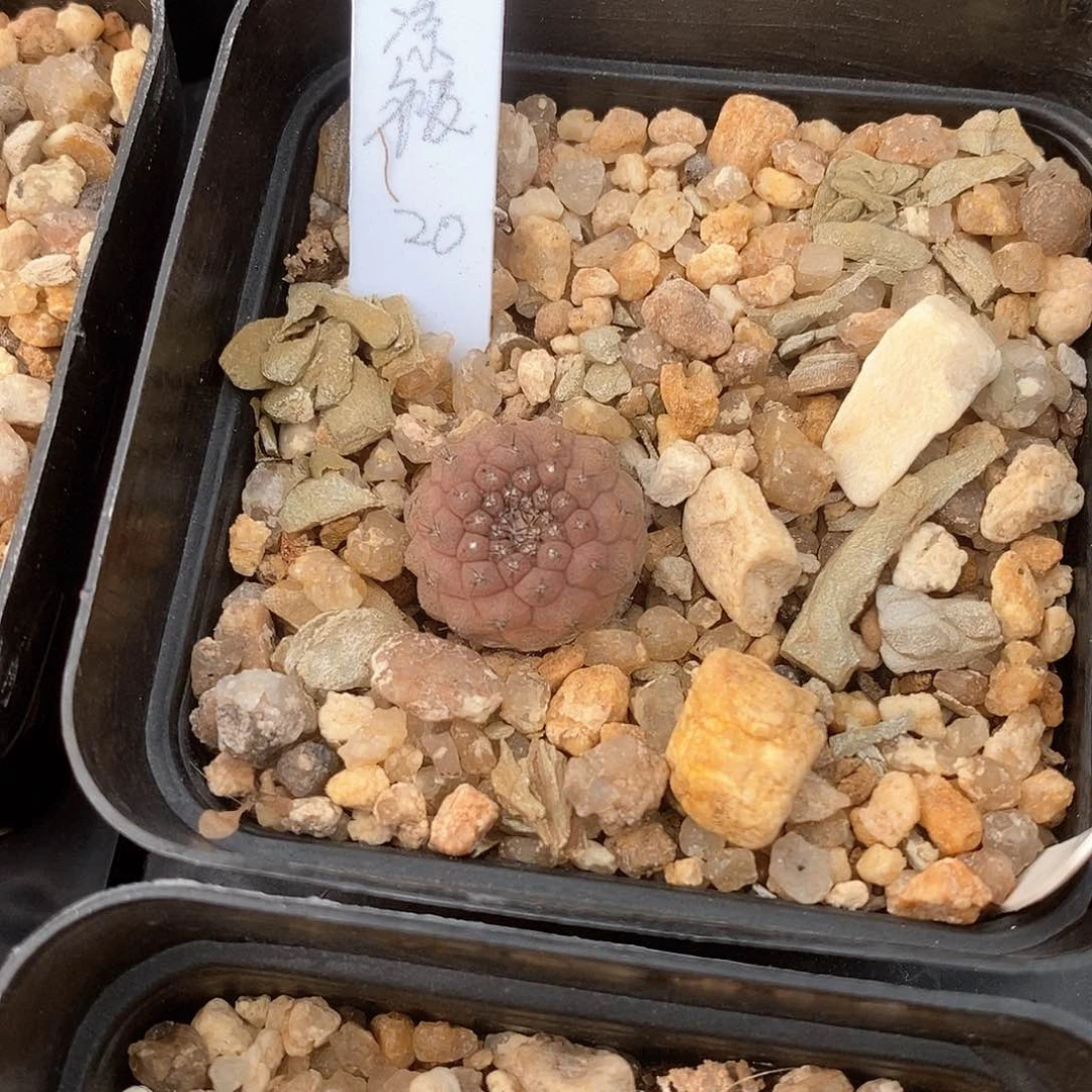 夏*被土土花花花花花花花花