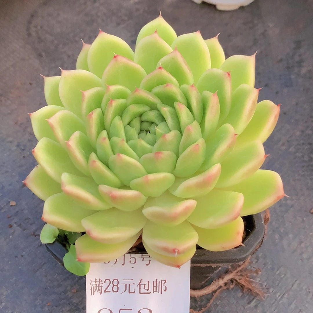 【闪购商品】云952号11厘米