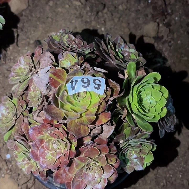 564花月夜多肉植物不售后