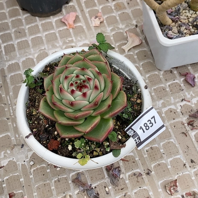 【闪购商品】蓝龙杂1837
