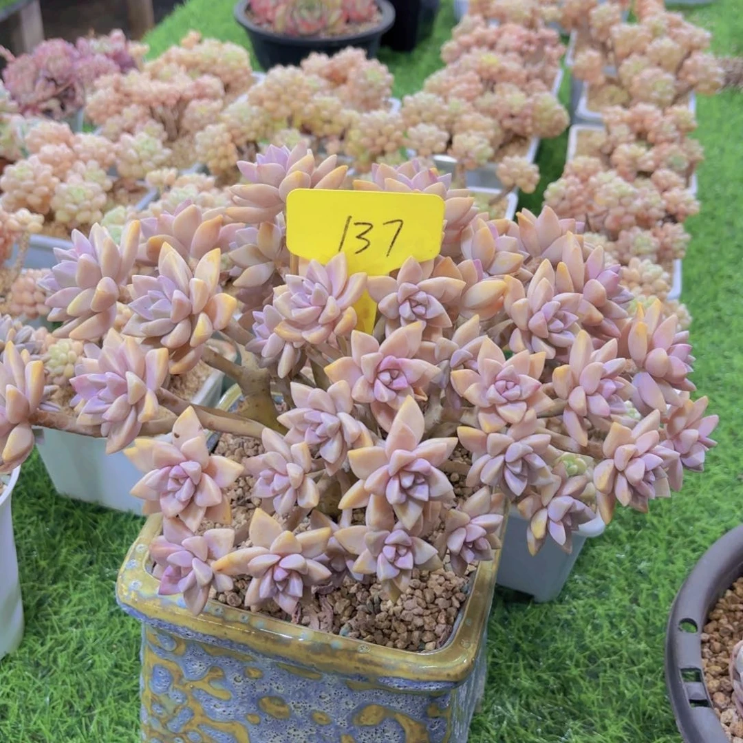 帆*我的小可爱们都好可爱啊