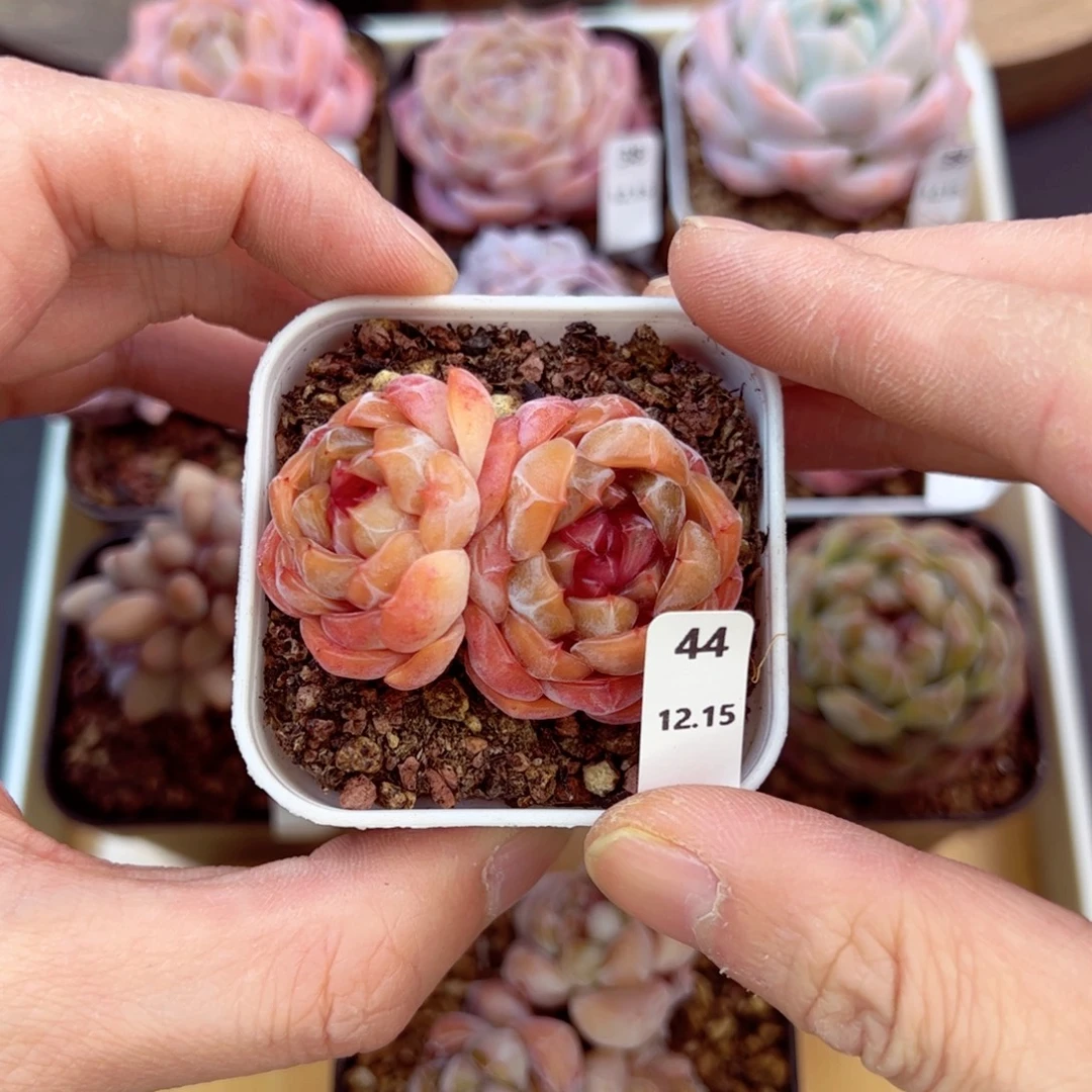 好好看44、哈哈哈哈