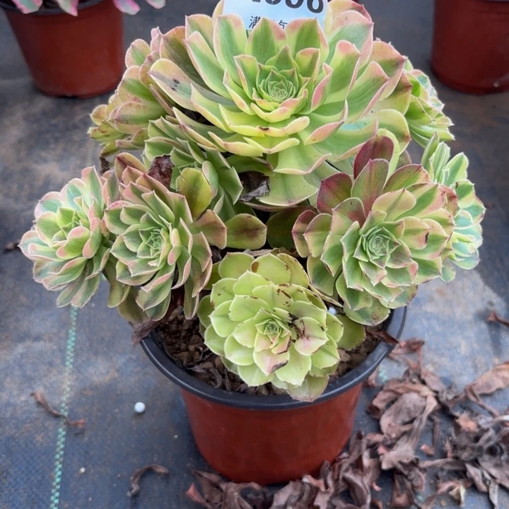 瑞妈多肉园艺 996。雨荷，