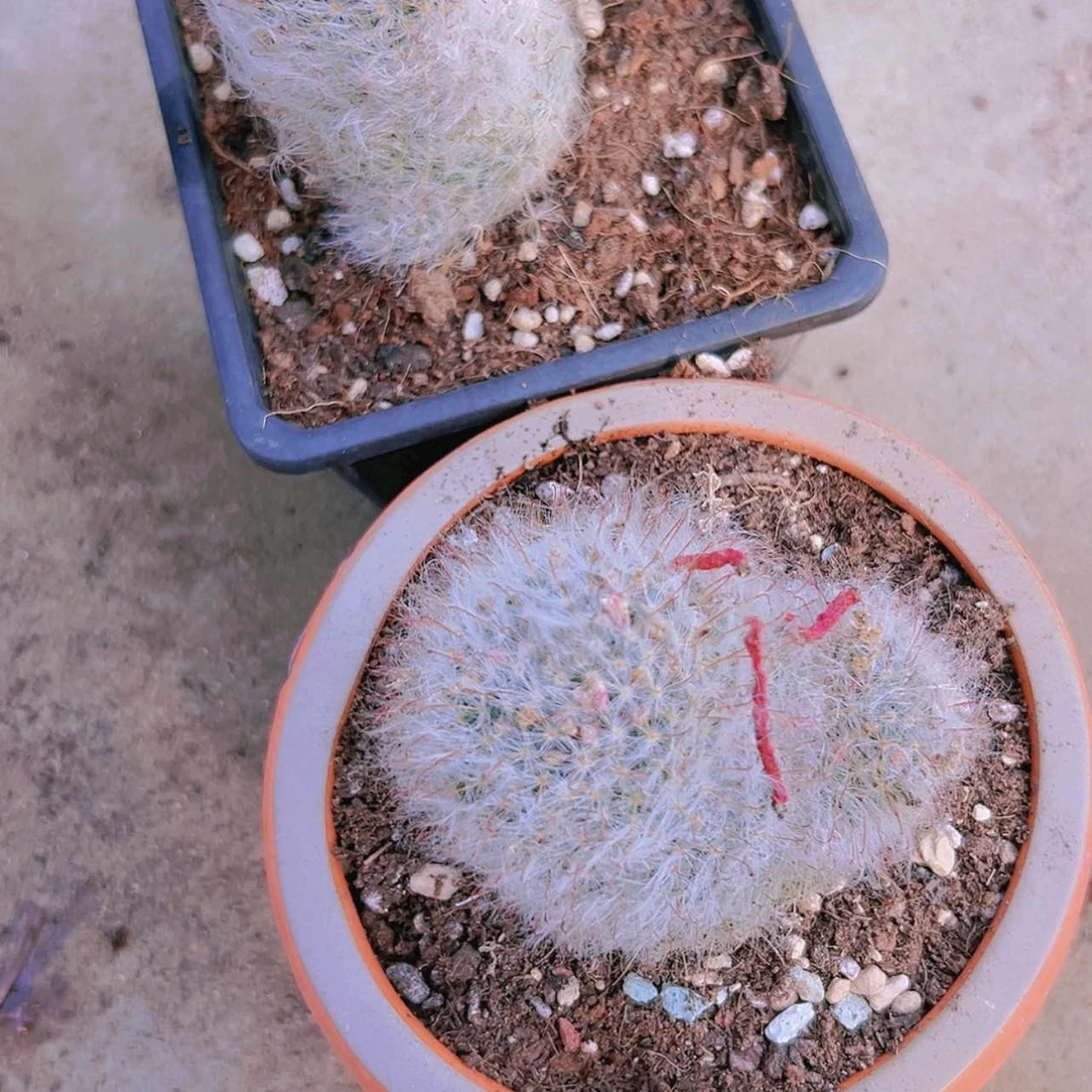 【闪购商品】吉塞尔多肉球