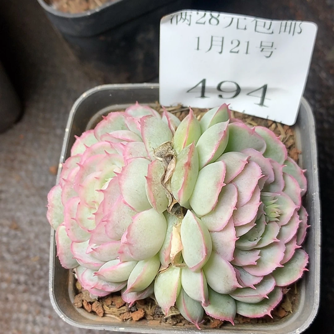 【闪购商品】云494水晶扇贝