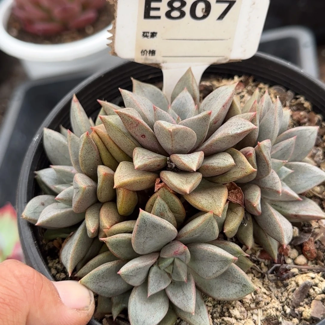 琅琊一物一拍包装收缩花旱