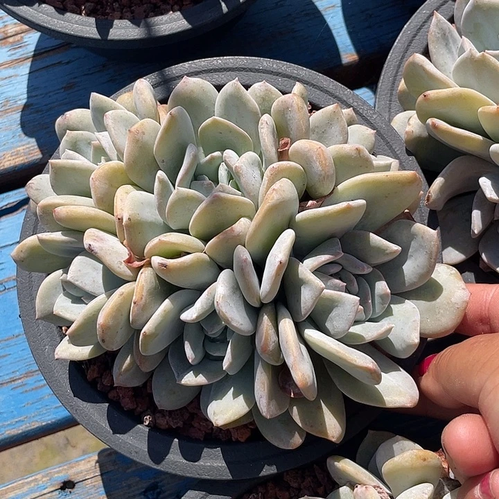 雪特多肉植物群生
