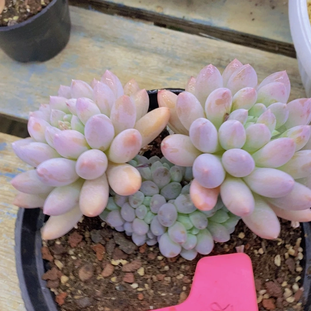 开心多肉，积木gay不做对比