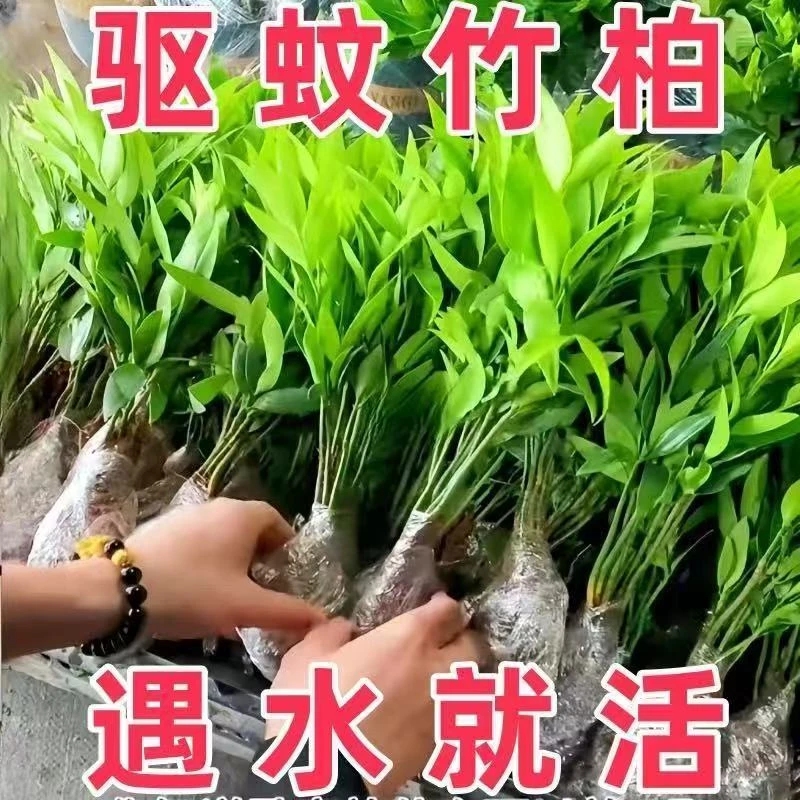 驱蚊竹柏绿植桌面盆景夏季驱蚊植物室内水培水养盆景四季好养花卉