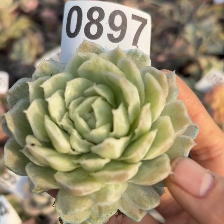 白蝴蝶锦满18包邮当场凑单