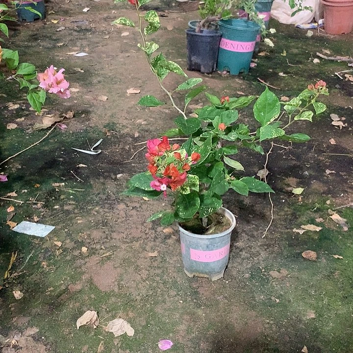 当前无花栽培后可以开花金玉满堂