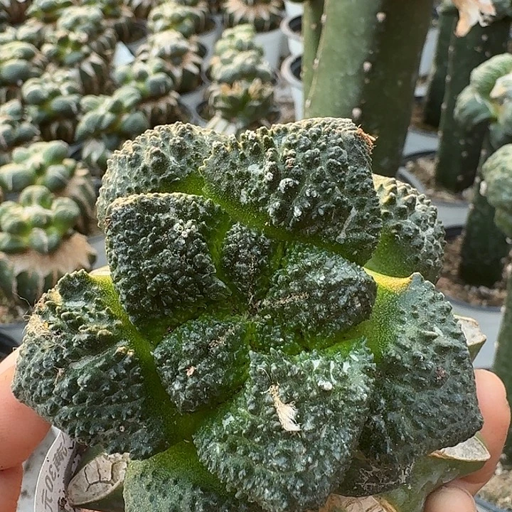 无花朵505细密尤哥斯拉