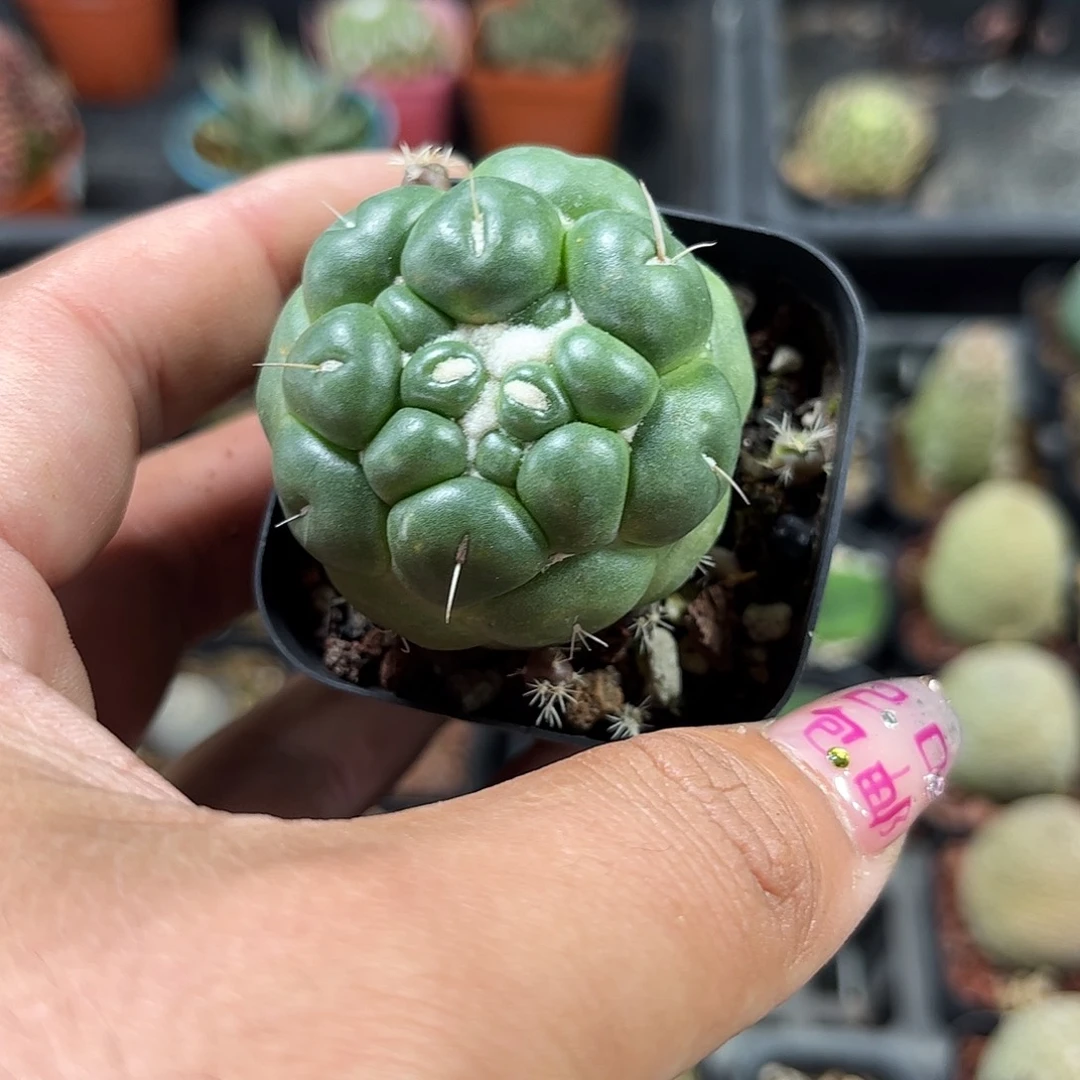 蜘蛛眼象牙单头发货