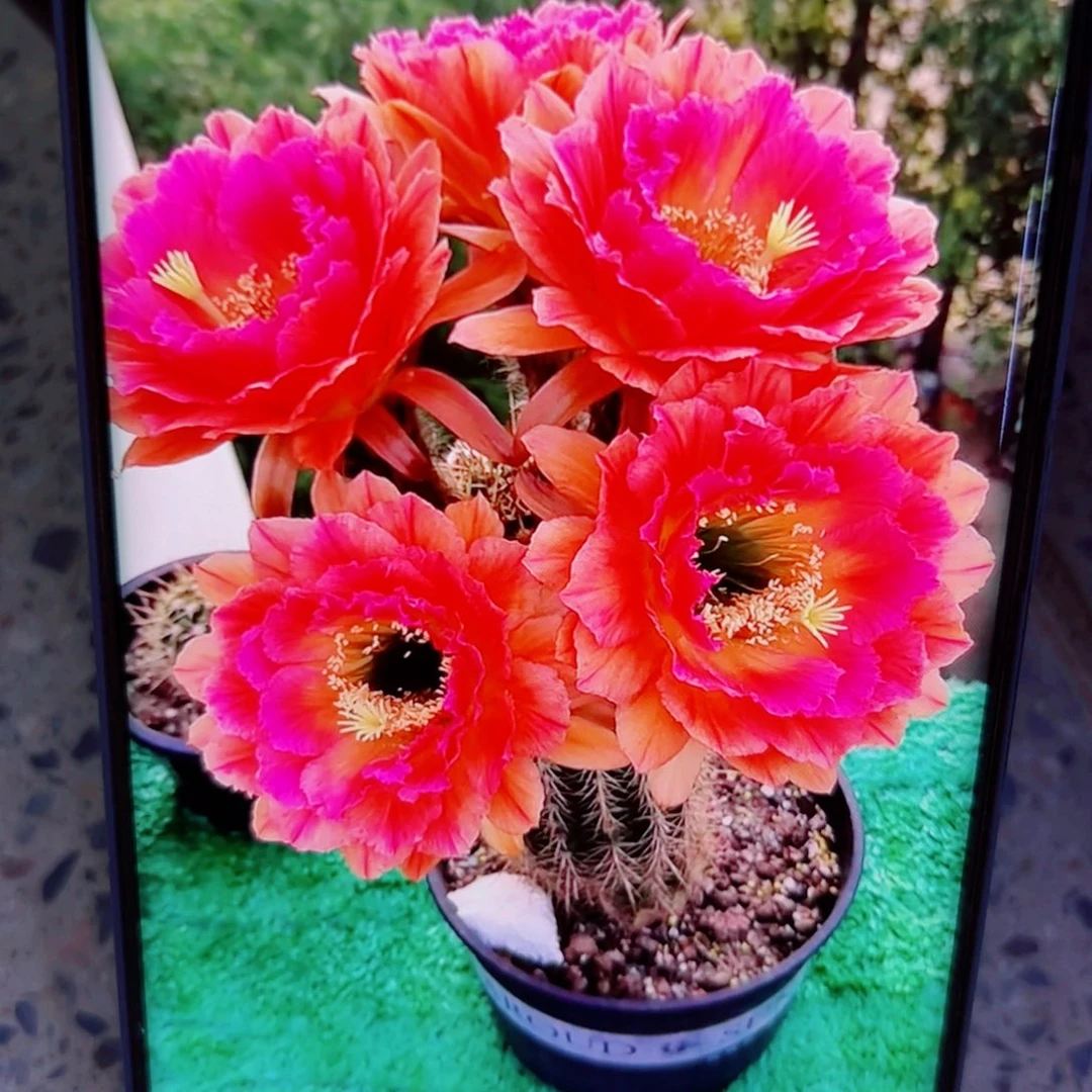 下100毛春春歪无根侧芽4公分左右20包邮