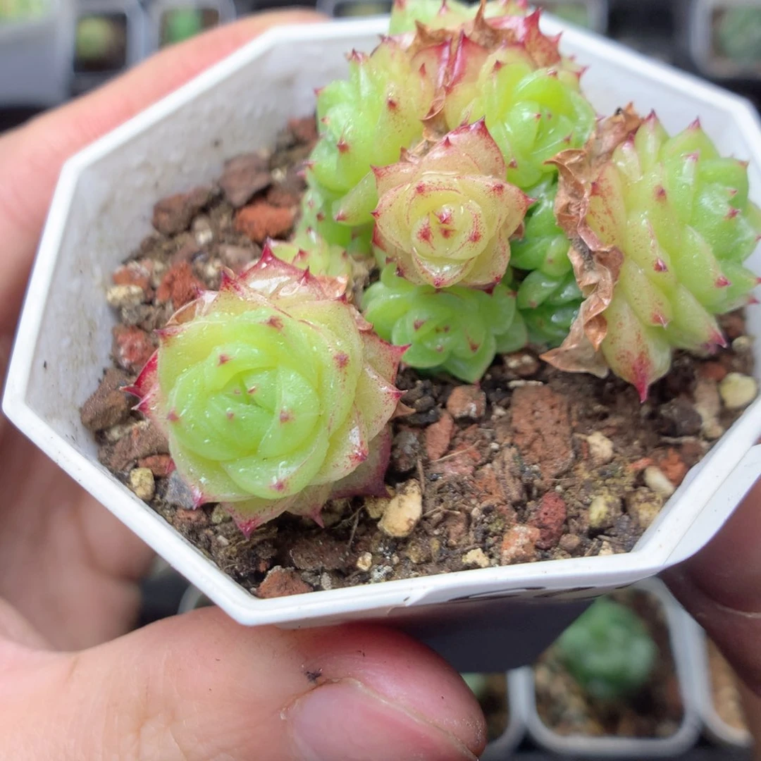 无花朵暖*?S13英语英语英语英语英语