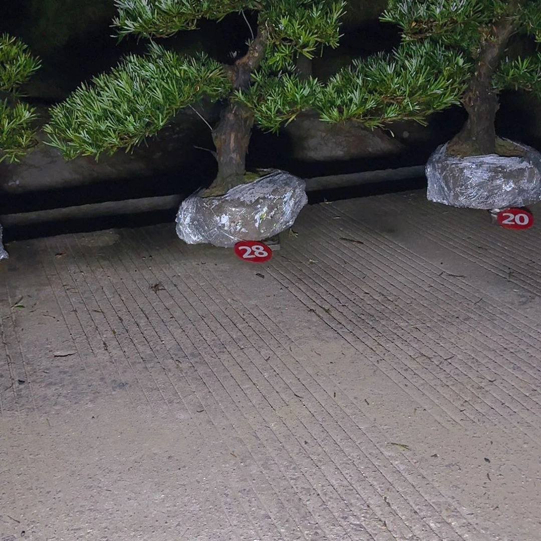 宁***远完全开放罗汉松，基地发货