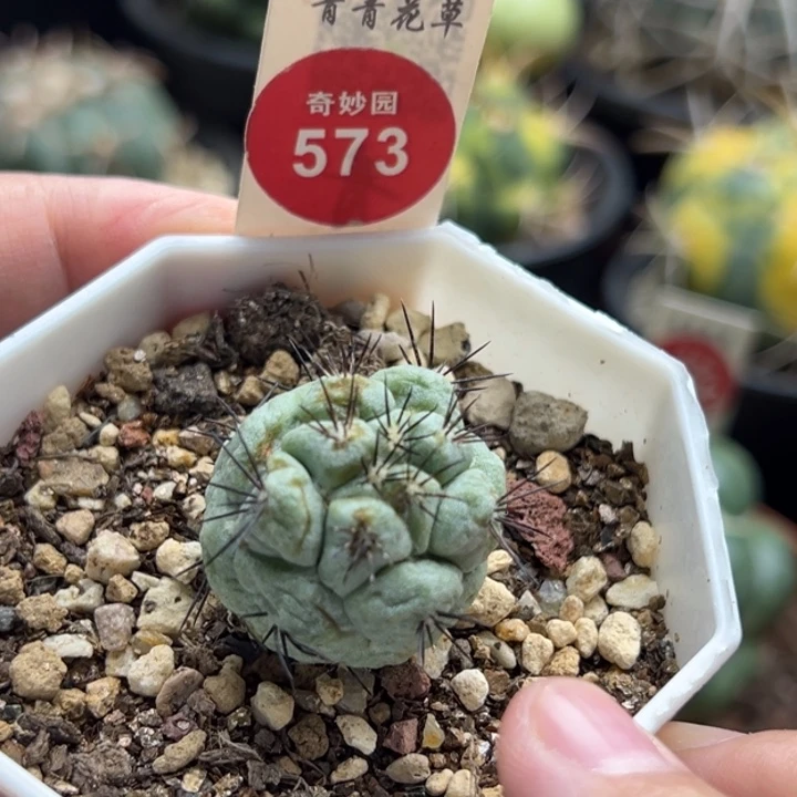 自根大尤帝王丸有斑