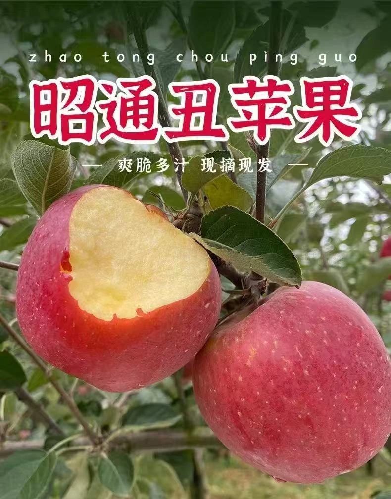 云南昭通正宗冰糖心丑苹果新鲜现摘当季水果