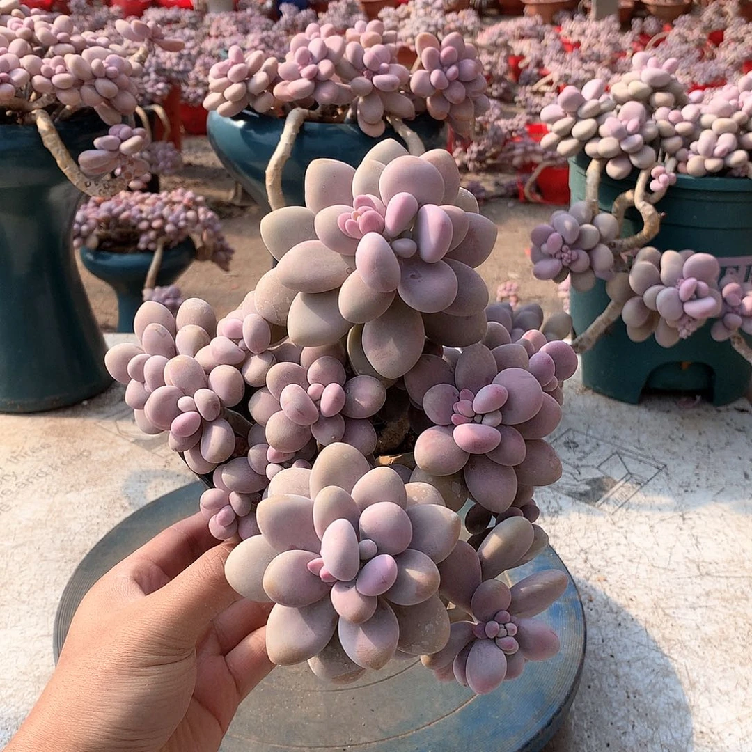 2一物一拍桃蛋老桩